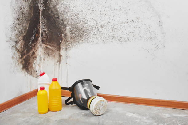 Best Crawl Space Mold Removal  in Wellsburg, WV