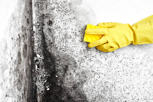 Certified Mold Removal in Wellsburg, WV
