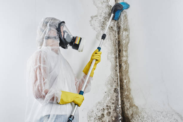 Best Best Mold Removal Companies  in Wellsburg, WV