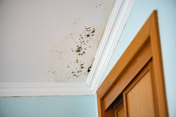 Best Water Damage Restoration  in Wellsburg, WV