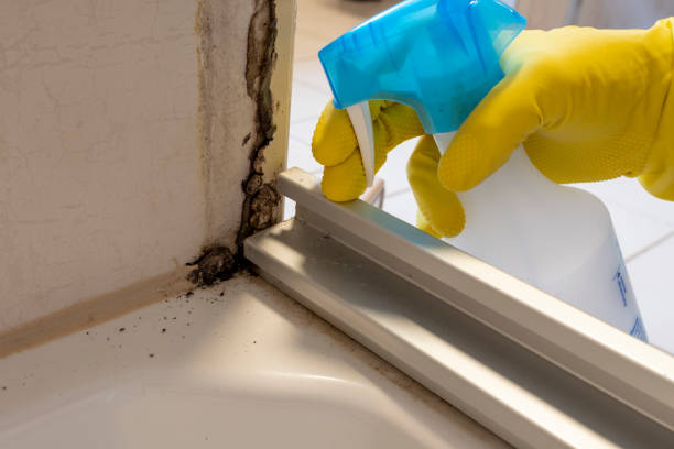 Best Mold Removal Near Me  in Wellsburg, WV