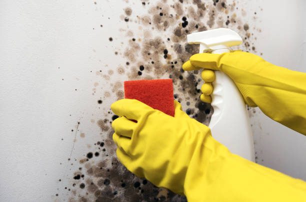 Best Best Mold Removal Companies  in Wellsburg, WV