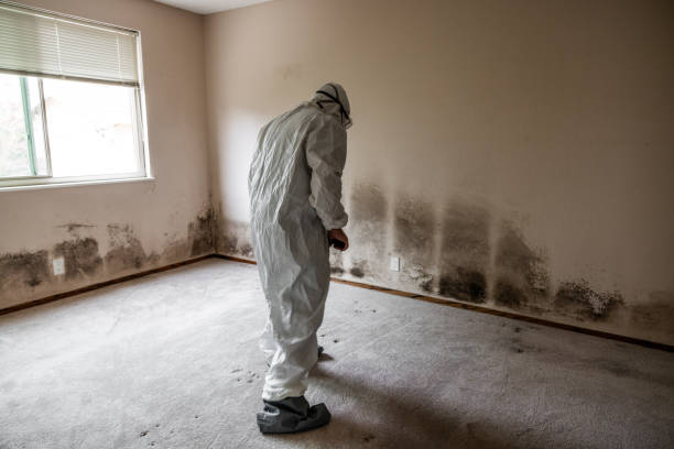 Best Same-Day Mold Removal  in Wellsburg, WV